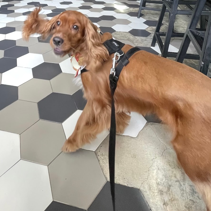 Foto de Ciro